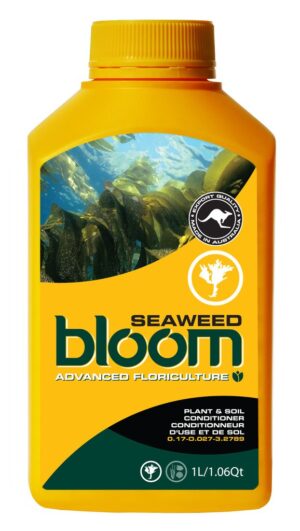 bloom seaweed