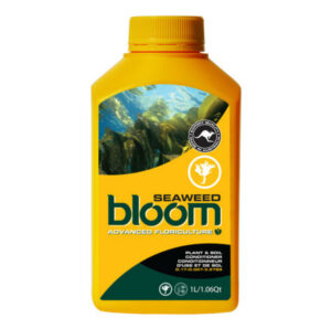 bloom seaweed