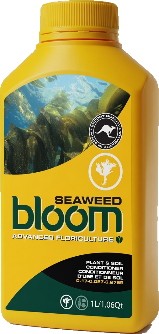 Seaweed
