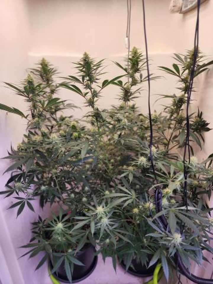 Real Bloom grower result