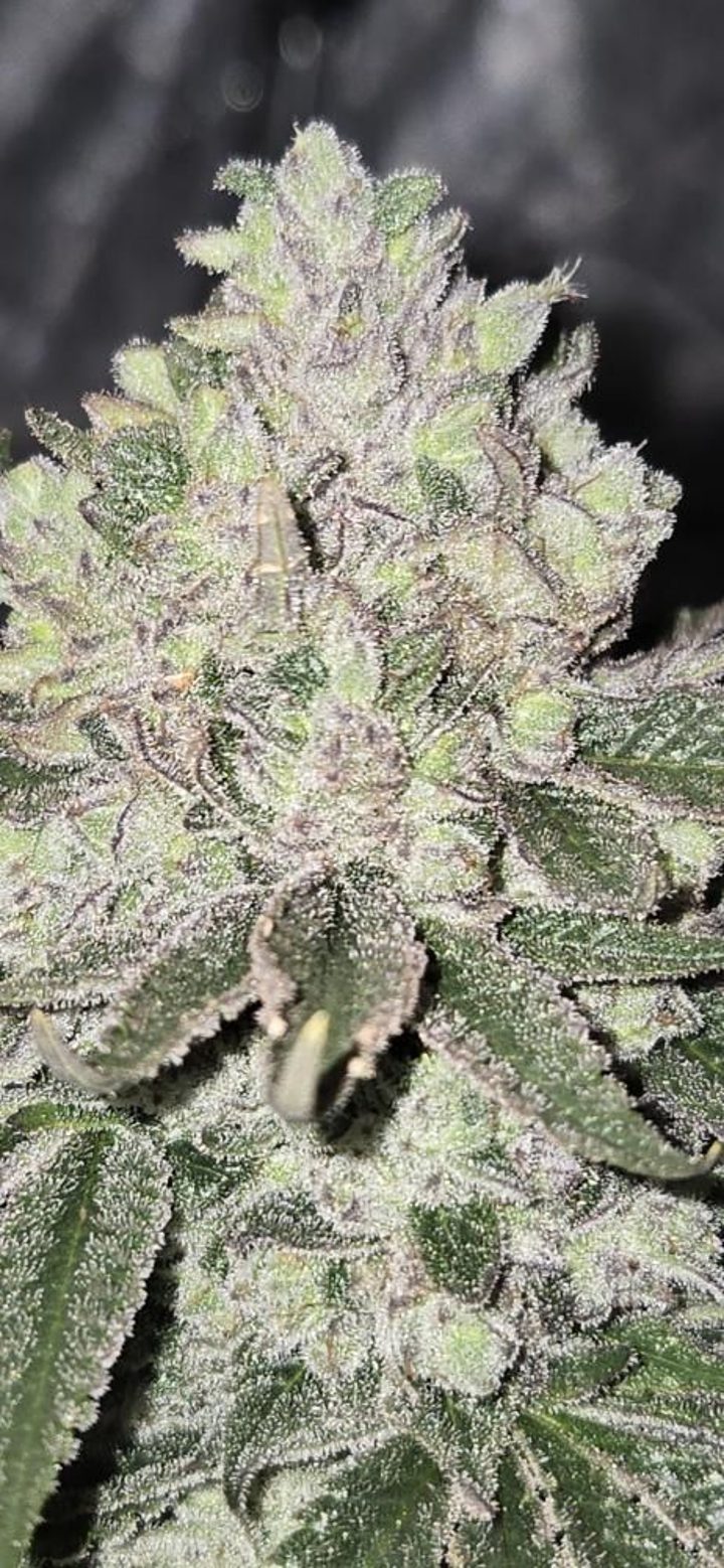 Real Bloom grower result