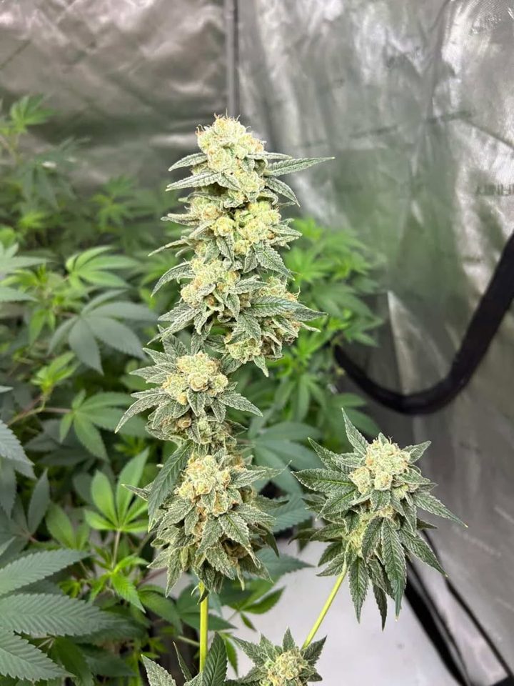 Real Bloom grower result