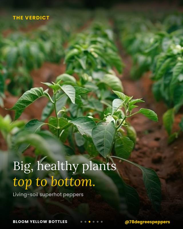 Grow photo shared by 78 Degrees Peppers, verified Bloom grower