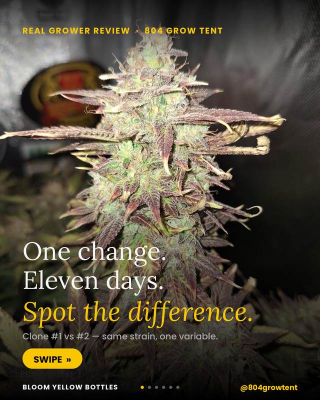 Grow photo shared by 804 Grow Tent, verified Bloom grower