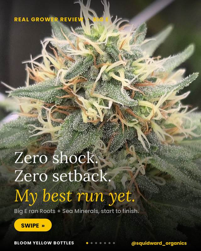 Grow photo shared by Big E, verified Bloom grower