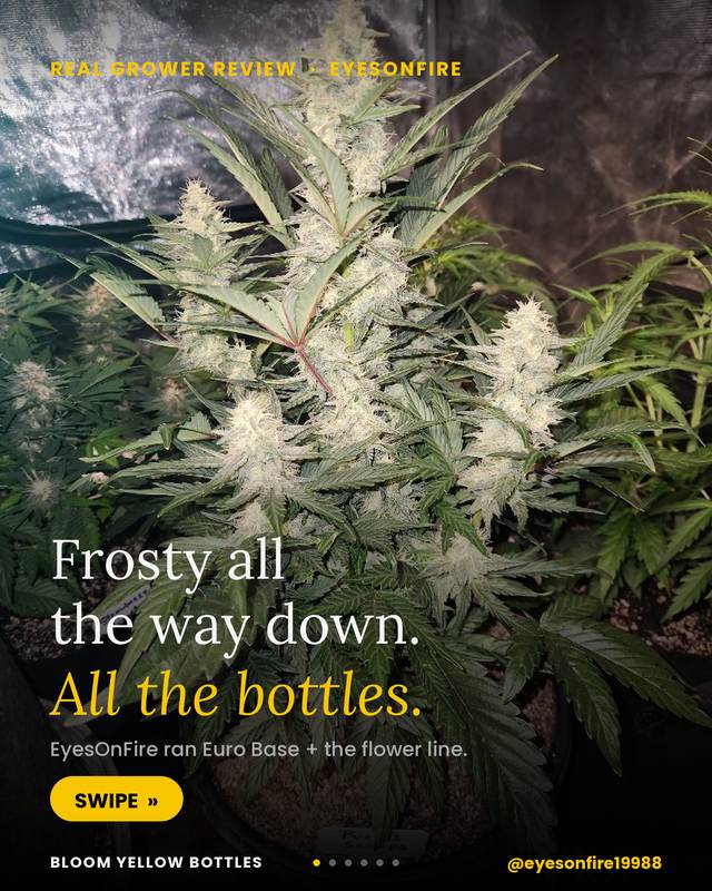 Grower photo from @eyesonfire19988