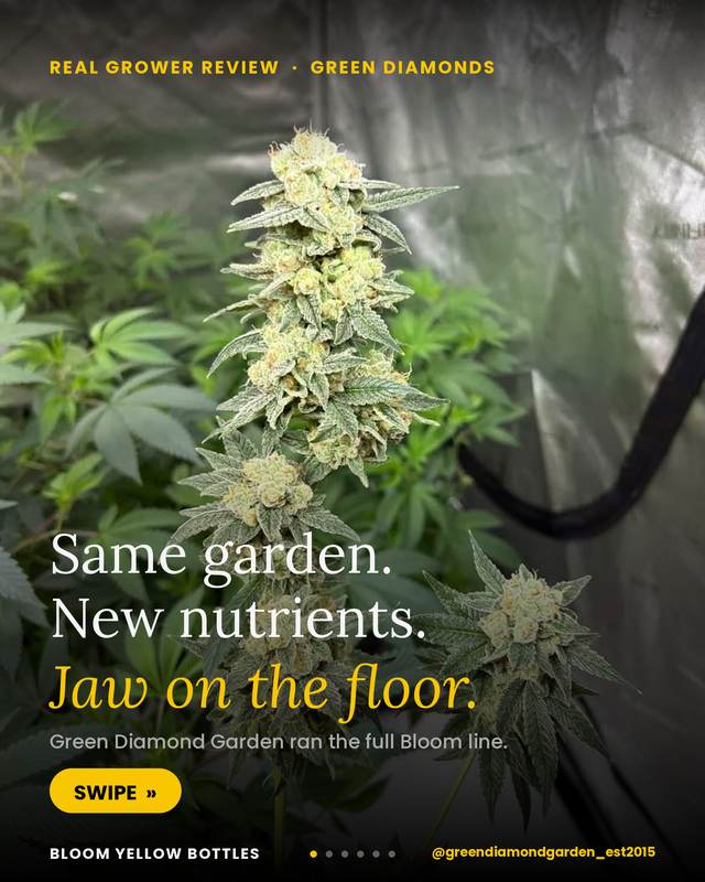 Grower photo from @greendiamondgarden_est2015