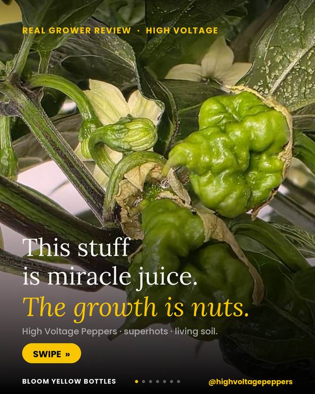 Grow photo shared by High Voltage Peppers, verified Bloom grower
