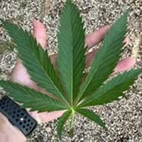Deo Grow profile photo