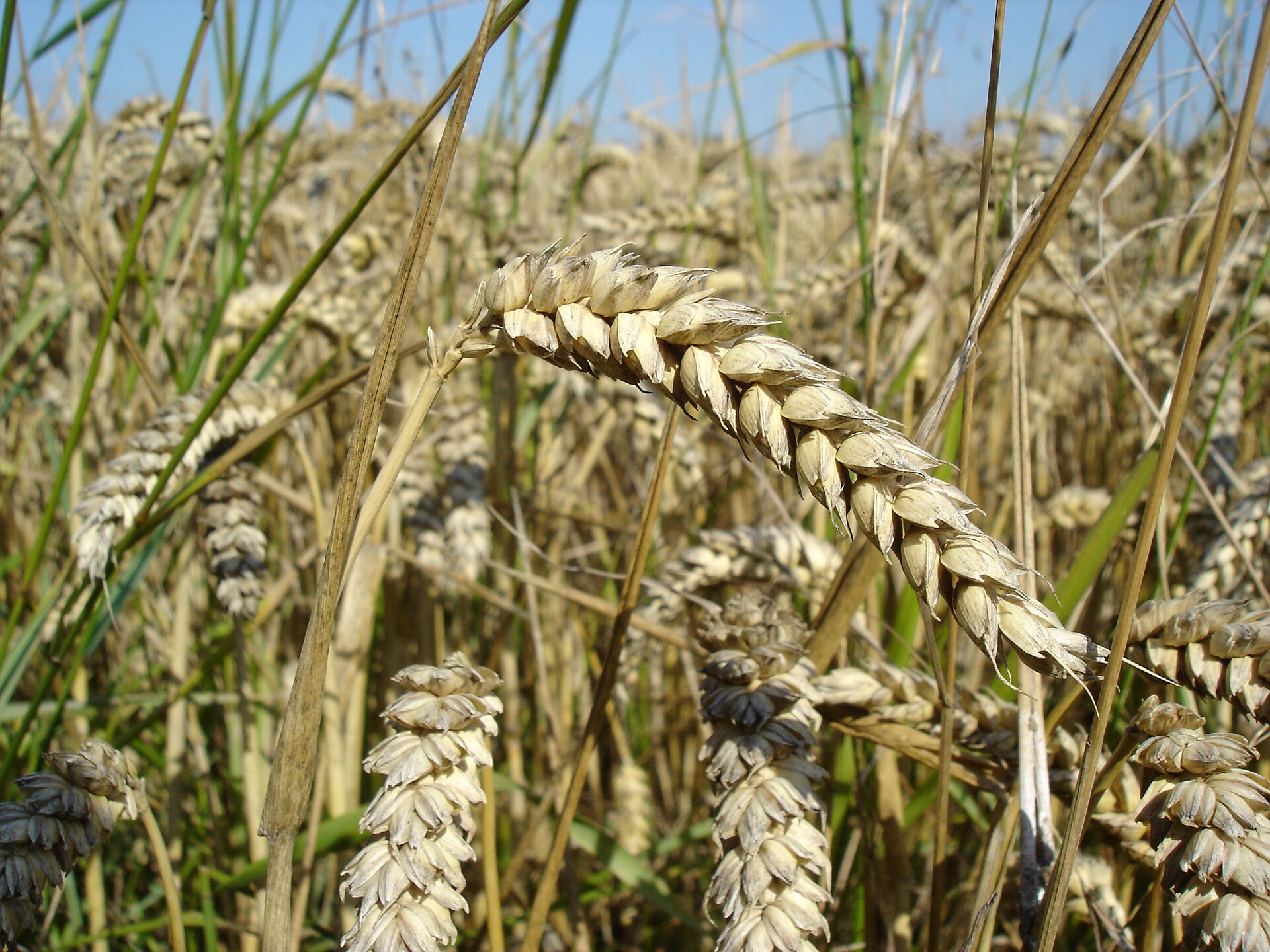 Close-up of ripening wheat ears in a broadacre grain paddock