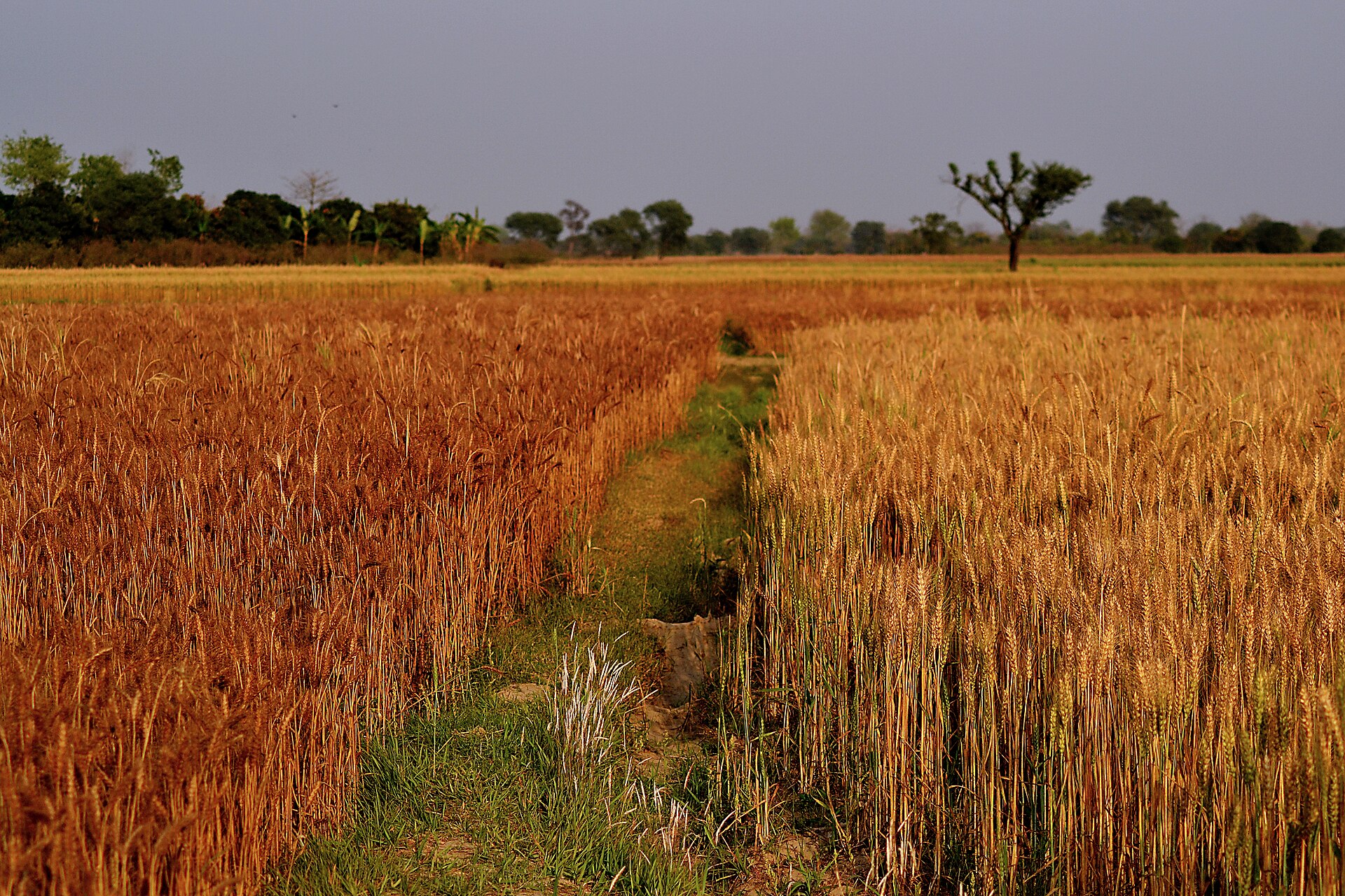Golden broadacre wheat field