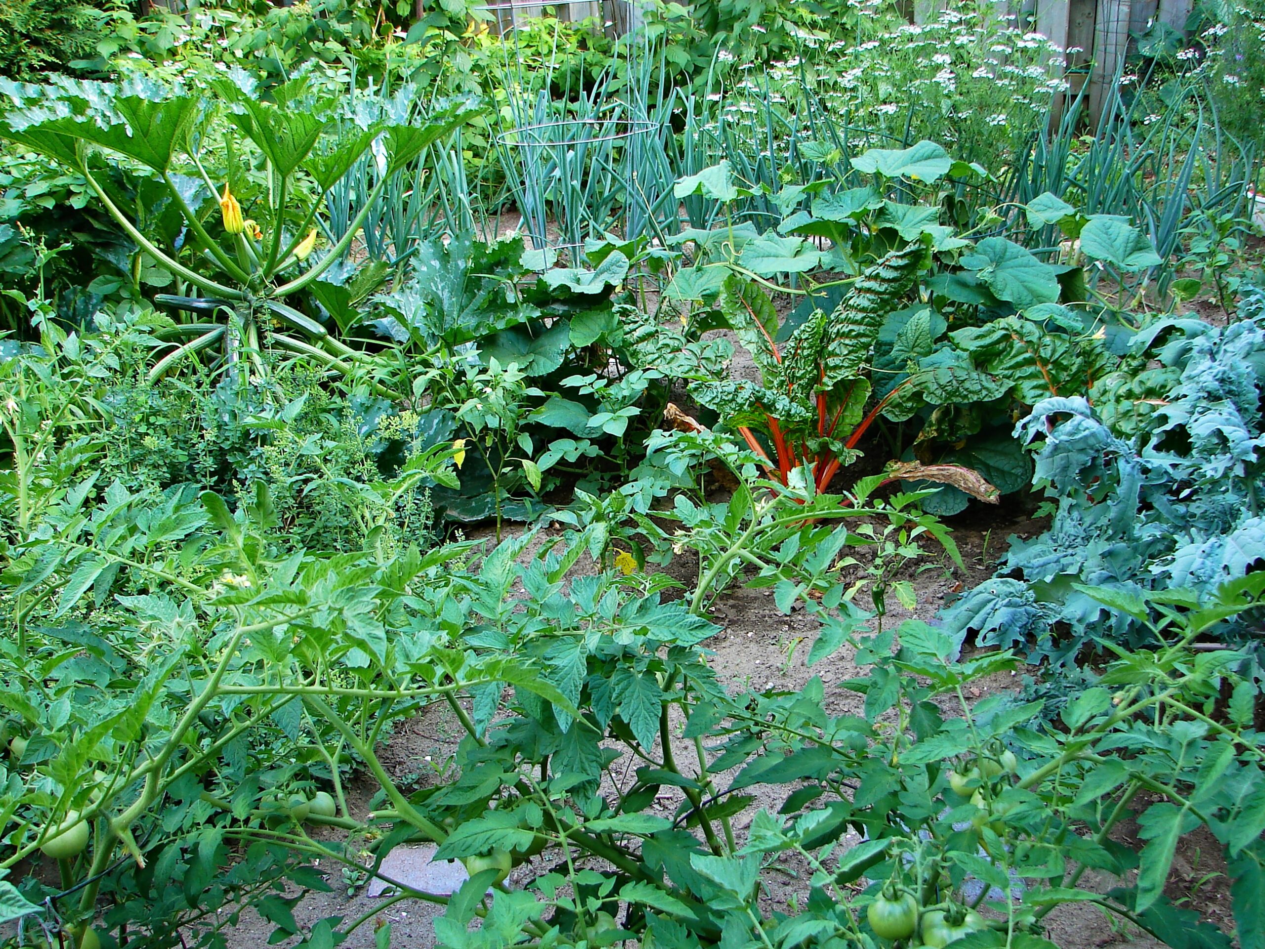 Horticulture crop rows
