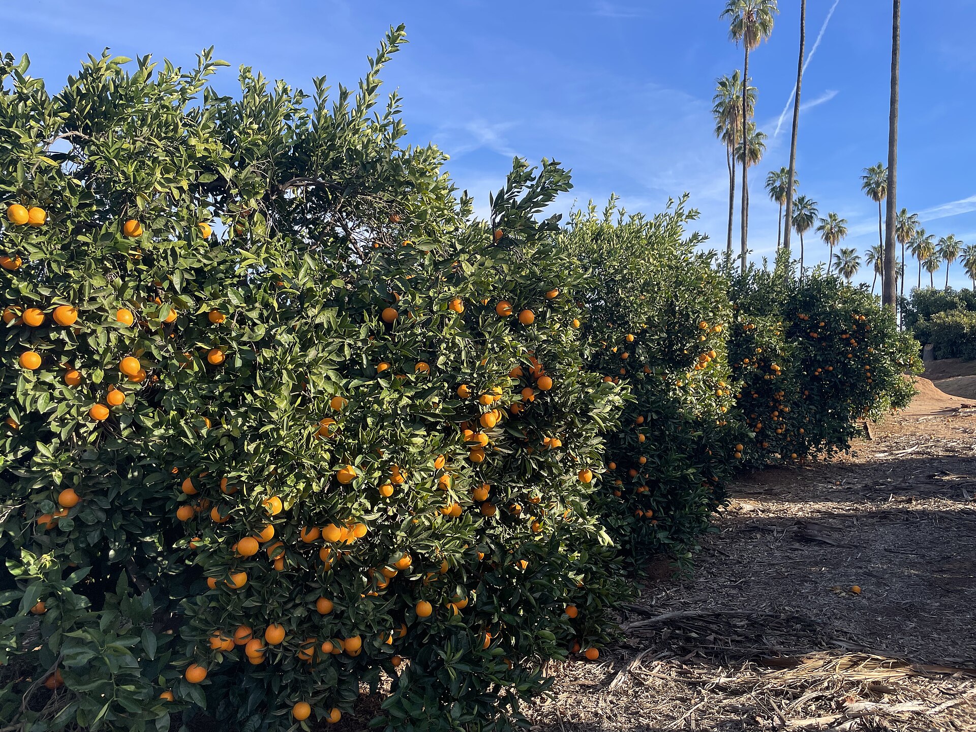 Rows of citrus trees in a horticulture orchard