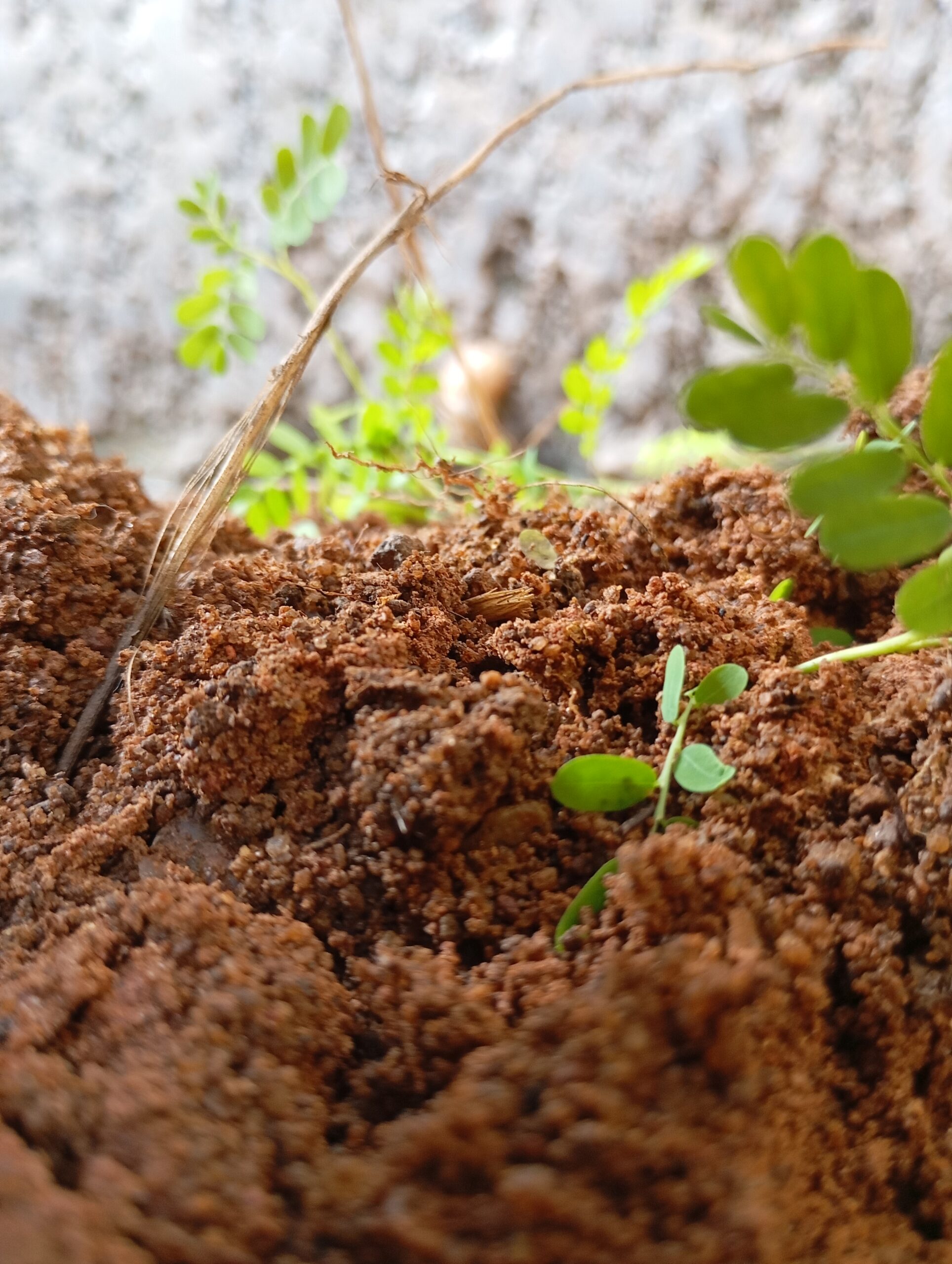 Rich organic soil