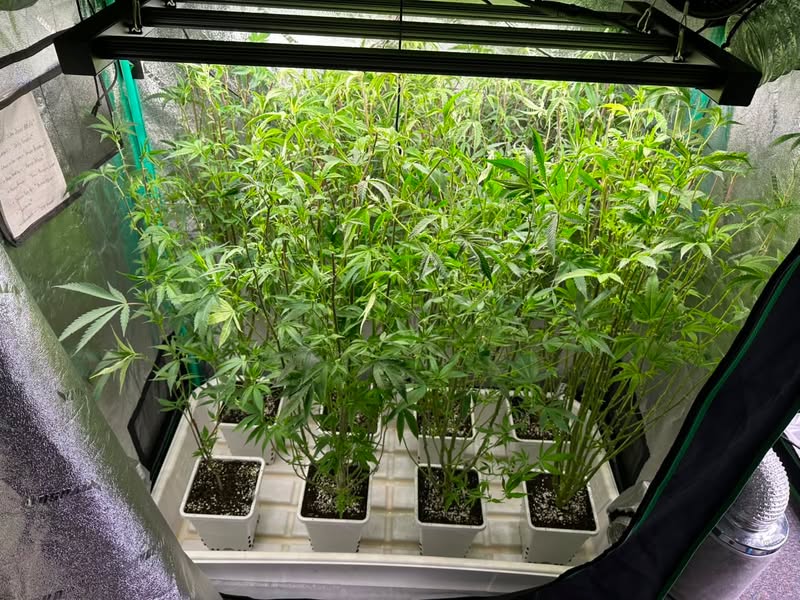 Grower photo from @deogrow