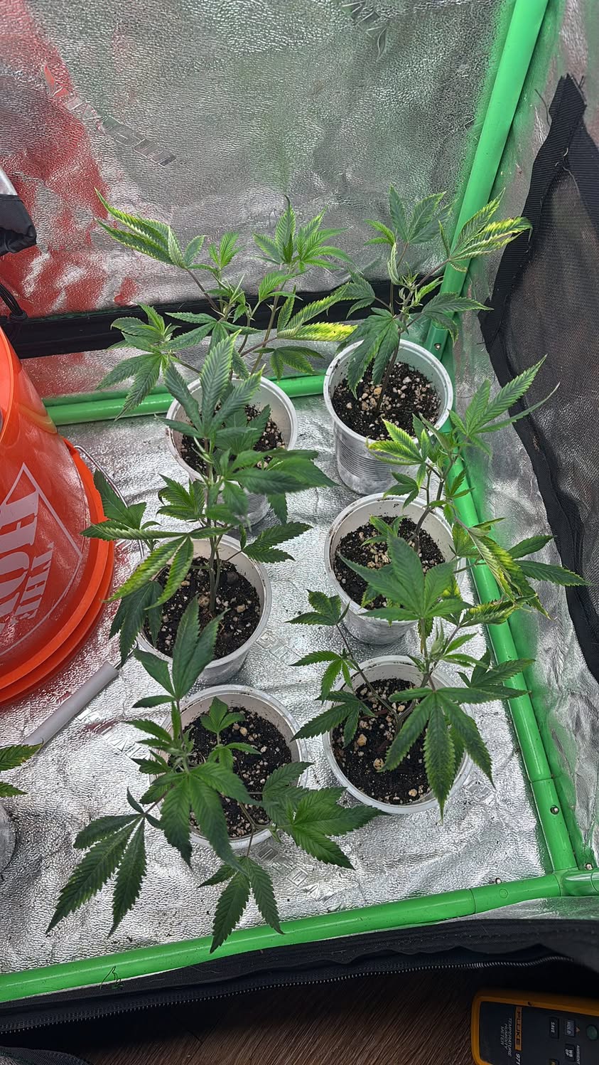 Grower photo from @griffbain13