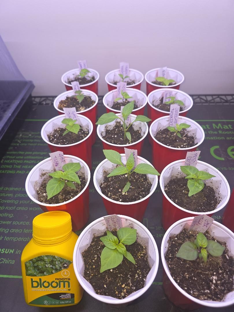Grower photo from @highvoltagepeppers
