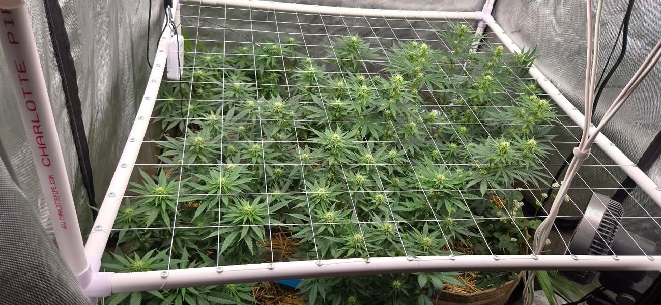 Grower photo from @squidward_organics